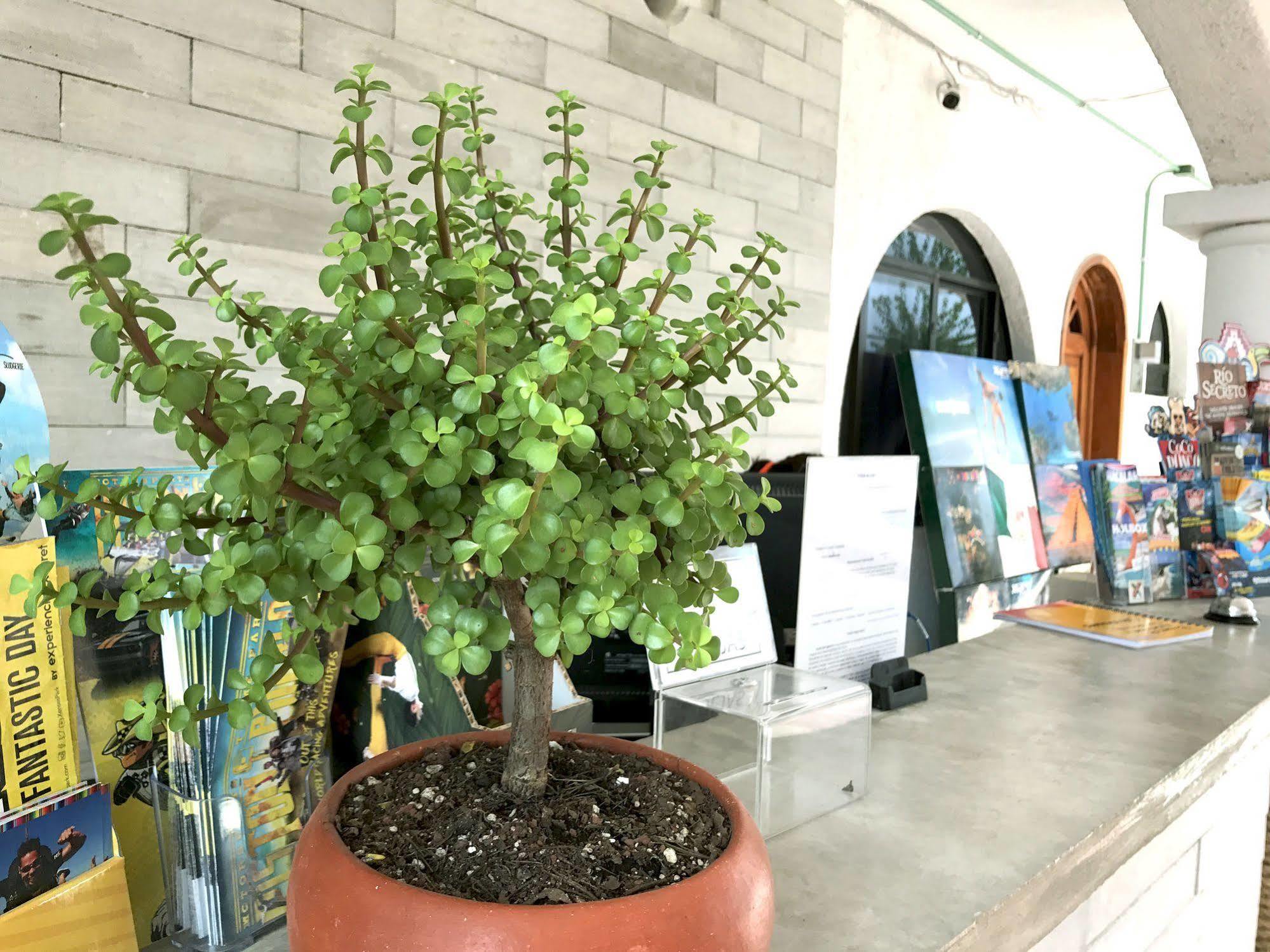 Hotel Villas San Ignacio Playa del Carmen Dış mekan fotoğraf